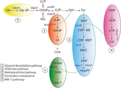 Molecular Pathways and Roles for Vitamin K2-7 as a Health-Beneficial Nutraceutical: Challenges and Opportunities